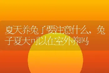 夏天养兔子要注意什么