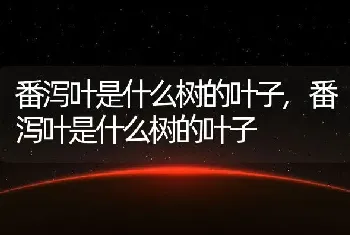 番泻叶是什么树的叶子