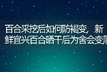 教你一招娇贵的紫根兰养殖方法