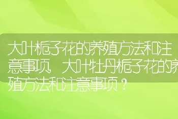 大叶牡丹栀子花的养殖方法和注意事项