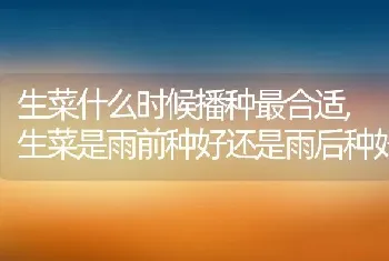 生菜什么时候播种最合适