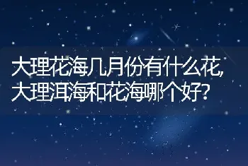 大理洱海和花海哪个好