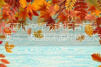 板蓝根种植方法和日常管理要点