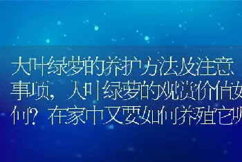 大叶绿萝的观赏价值如何在家中又要如何养殖它呢