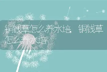 铜钱草怎么养水培