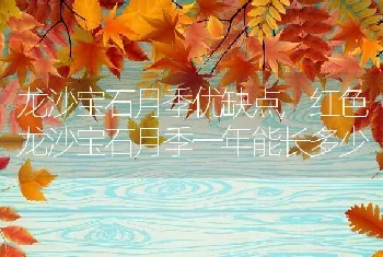 龙沙宝石月季优缺点