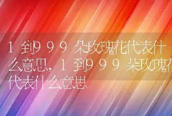 1到999朵玫瑰花代表什么意思