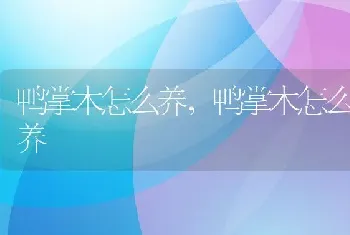 鸭掌木怎么养