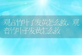 观音竹叶子发黄怎么救