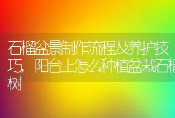 石榴盆景制作流程及养护技巧