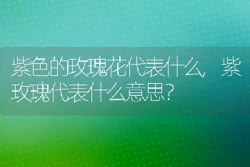 紫玫瑰代表什么意思