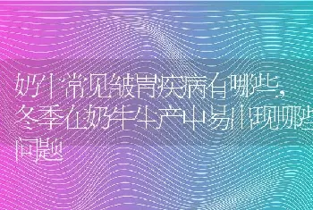 奶牛常见皱胃疾病有哪些