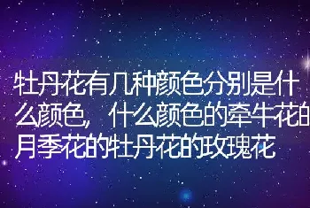 牡丹花有几种颜色分别是什么颜色