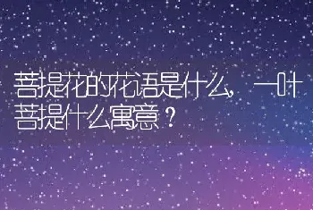 一叶菩提什么寓意