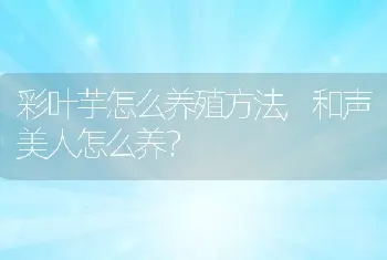 和声美人怎么养