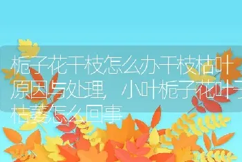 栀子花干枝怎么办干枝枯叶原因与处理