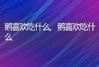 鹅喜欢吃什么