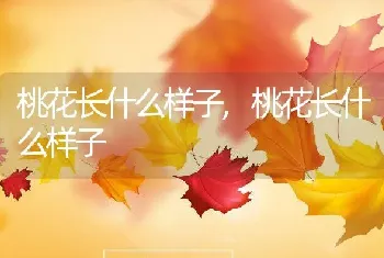 桃花长什么样子