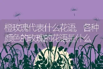 橙玫瑰代表什么花语