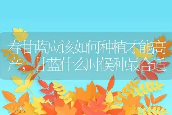 春甘蓝应该如何种植才能高产