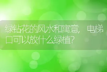 电梯口可以放什么绿植