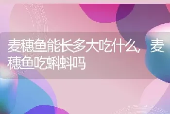 麦穗鱼能长多大吃什么