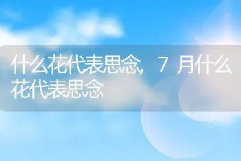 什么花代表思念