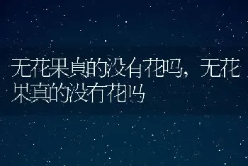 无花果真的没有花吗