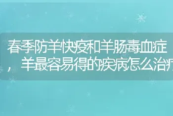 春季防羊快疫和羊肠毒血症