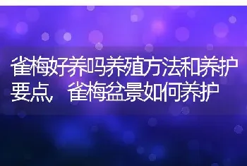 雀梅好养吗养殖方法和养护要点