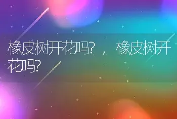 橡皮树开花吗?