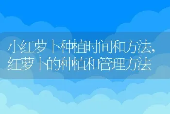 小红萝卜种植时间和方法