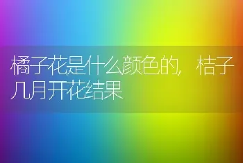 橘子花是什么颜色的