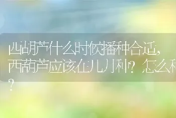 西葫芦应该在几月种怎么种？