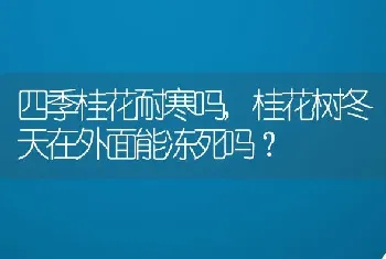 桂花树冬天在外面能冻死吗