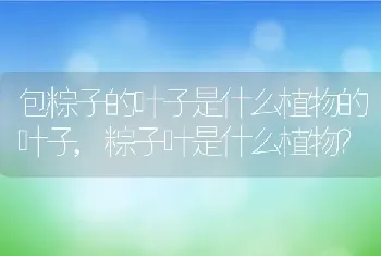 粽子叶是什么植物