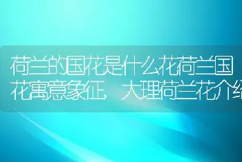 荷兰的国花是什么花荷兰国花寓意象征