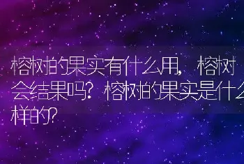 榕树会结果吗？