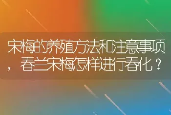 春兰宋梅怎样进行春化