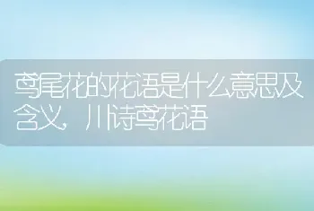 鸢尾花的花语是什么意思及含义