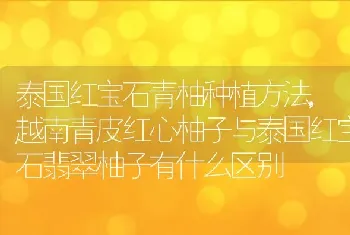 泰国红宝石青柚种植方法