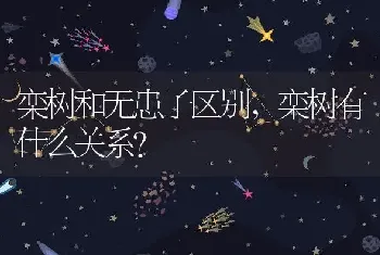 栾树有什么关系