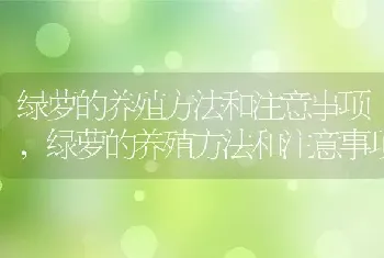 绿萝的养殖方法和注意事项