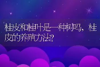 桂皮的养殖方法