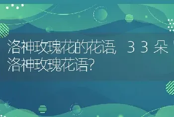 33朵洛神玫瑰花语