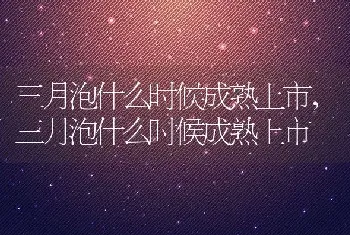 三月泡什么时候成熟上市