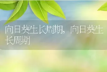 向日葵生长周期