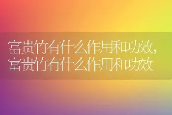 富贵竹有什么作用和功效