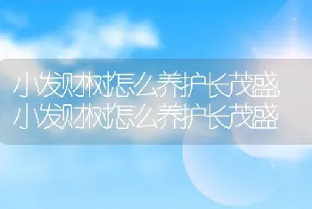 小发财树怎么养护长茂盛