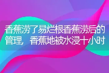 香蕉涝了易烂根香蕉涝后的管理